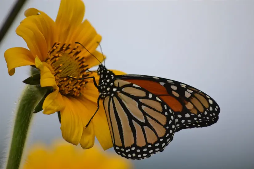 Durante su viaje migratorio, la mariposa Monarca recorre más de cuatro mil kilómetros desde Canadá hasta los bosques de México. Foto: Daniel Espinoza