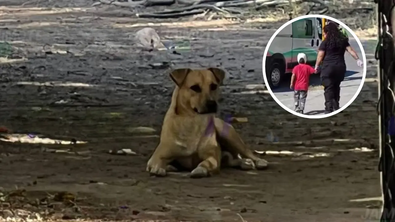 Testigos refirieron que el perro vive en una vivienda ubicada frente a la escuela donde fue atacado el menor./Foto: COrtesía/ Canva