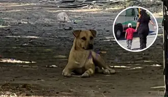 Niño en Piedras Negras en atacado por un perro; termina con daños en la cara