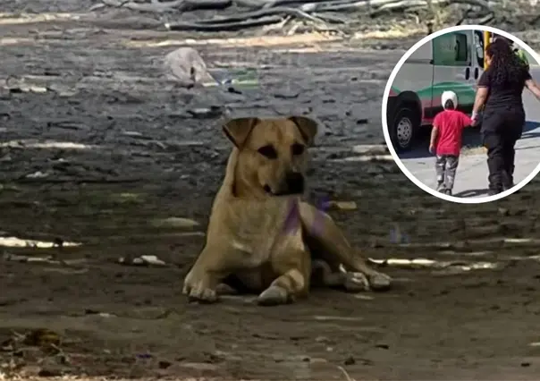 Niño en Piedras Negras en atacado por un perro; termina con daños en la cara