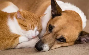 imagen recuadro imagen recuadro