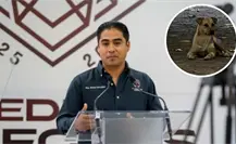 Piedras Negras: Perro que atacó a niño será resguardado, ¿se aplicara la eutanasia? Piedras Negras: Perro que atacó a niño será resguardado, ¿se aplicara la eutanasia?