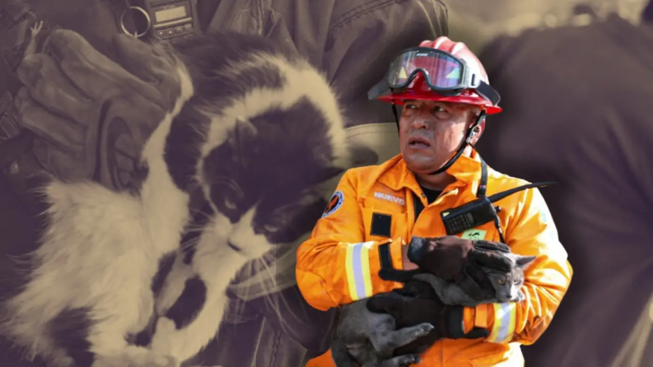 Un rescatista con un gatito en color gris. Foto: Protección Civil de Nuevo León
