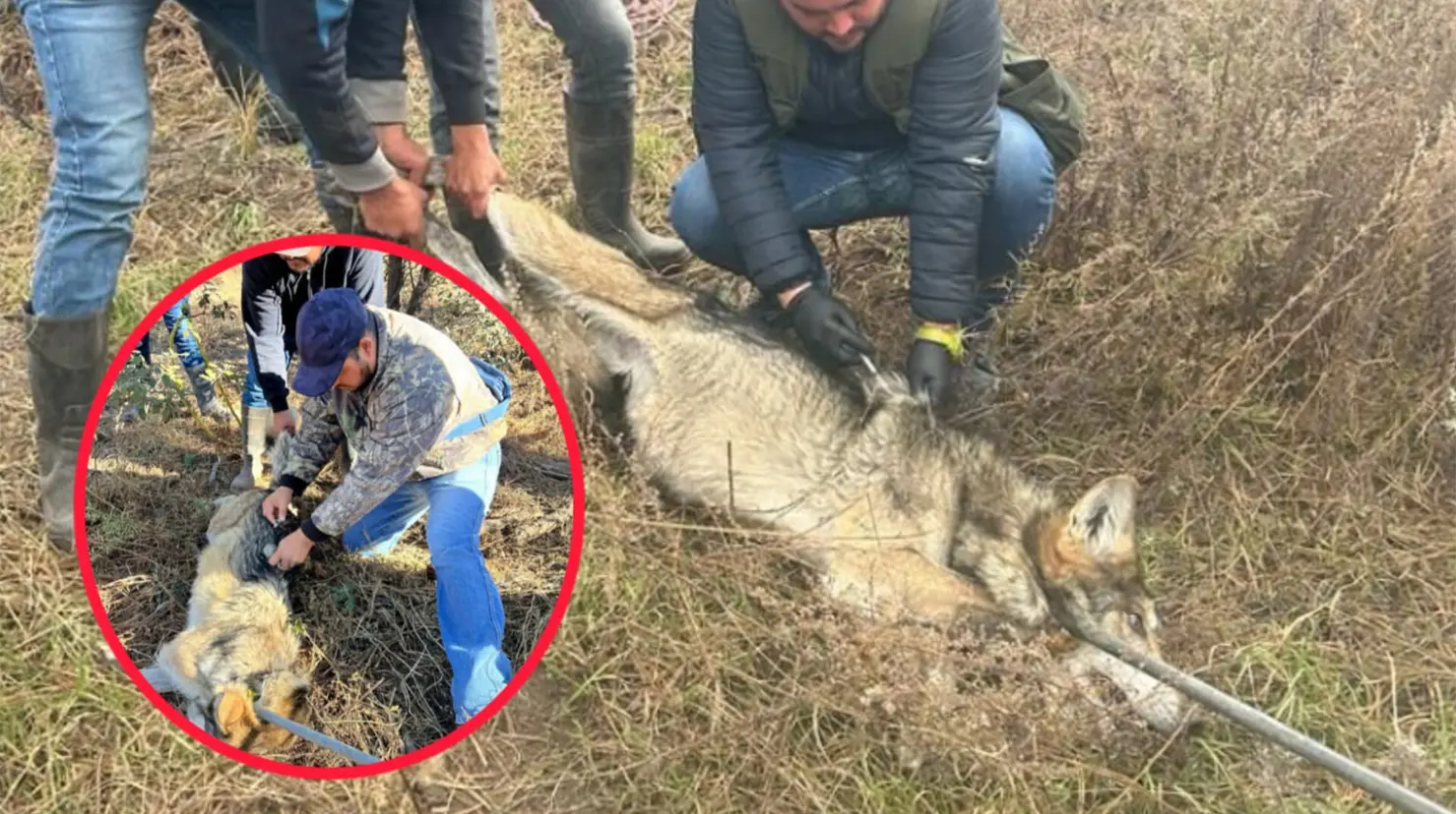 Recientemente se anunció que 5 lobos llegarían a Durango, y aunque se dijo que sería en el Zoológico, llegarán a otra zona del municipio. | Foto: Cortesía