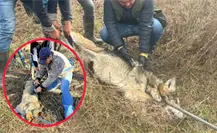 En esta zona de Durango se liberarán los 5 ejemplares de lobo mexicano En esta zona de Durango se liberarán los 5 ejemplares de lobo mexicano