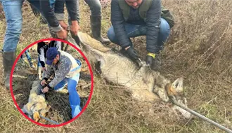 En esta zona de Durango se liberarán los 5 ejemplares de lobo mexicano