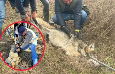 En esta zona de Durango se liberarán los 5 ejemplares de lobo mexicano