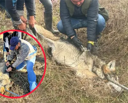 En esta zona de Durango se liberarán los 5 ejemplares de lobo mexicano