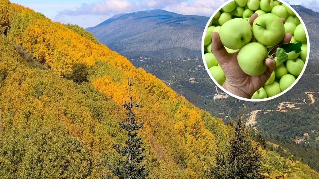 ¿Qué es la Ruta de la Manzana de Arteaga y por qué es importante para Coahuila? 