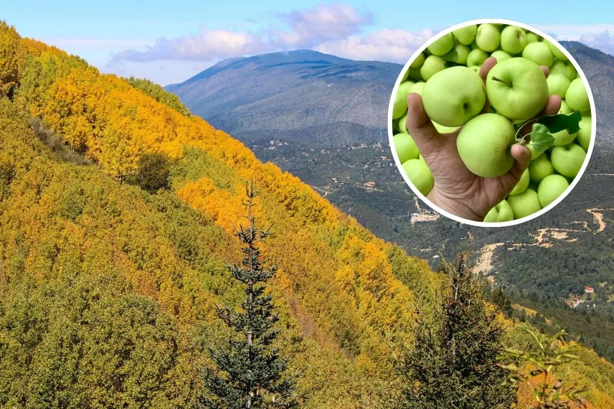 Vista aérea de las sierra de Arteaga que alberga la Ruta de la Manzana / Foto: Arteaga Municipio Mágico | Canva