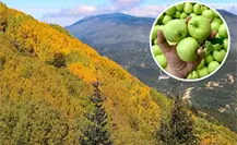 ¿Qué es la Ruta de la Manzana de Arteaga y por qué es importante para Coahuila? ¿Qué es la Ruta de la Manzana de Arteaga y por qué es importante para Coahuila?