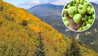 ¿Qué es la Ruta de la Manzana de Arteaga y por qué es importante para Coahuila?