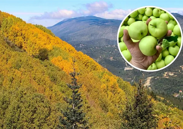 ¿Qué es la Ruta de la Manzana de Arteaga y por qué es importante para Coahuila? 