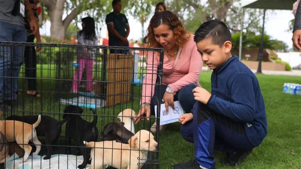 Si vives en Nuevo Laredo aquí puedes adoptar una mascota de forma gratuita