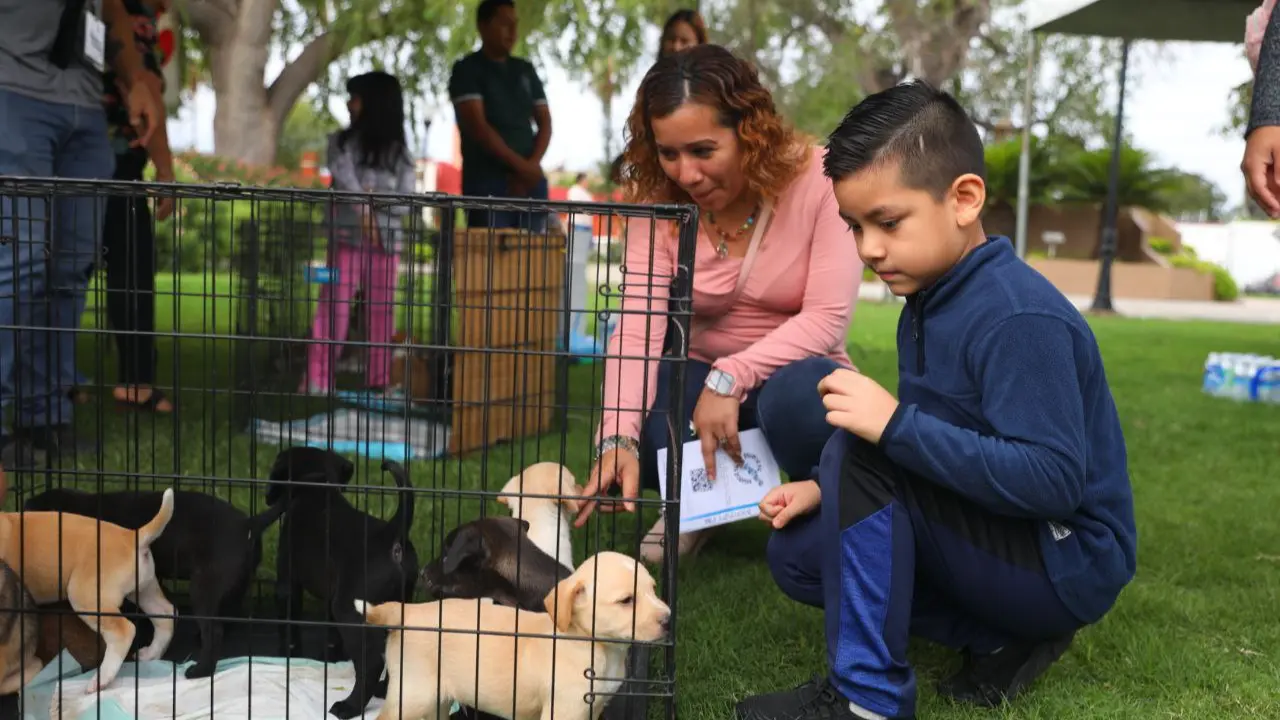 En Nuevo Laredo, esa oportunidad llegará este fin de semana con una feria que promete emociones, sonrisas y nuevas familias formándose. Foto: Facebook Feria de Adopción Canina