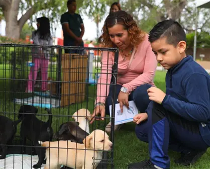 Si vives en Nuevo Laredo aquí puedes adoptar una mascota de forma gratuita