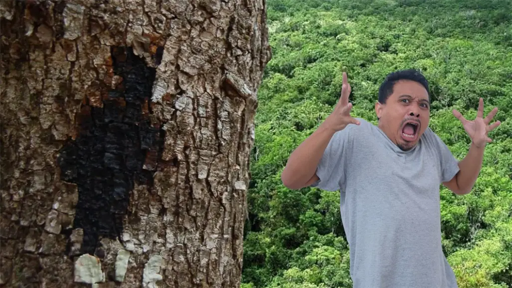 Este árbol de Yucatán es considerado uno de los más tóxicos de México