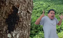 Este árbol de Yucatán es considerado uno de los más tóxicos de México Este árbol de Yucatán es considerado uno de los más tóxicos de México