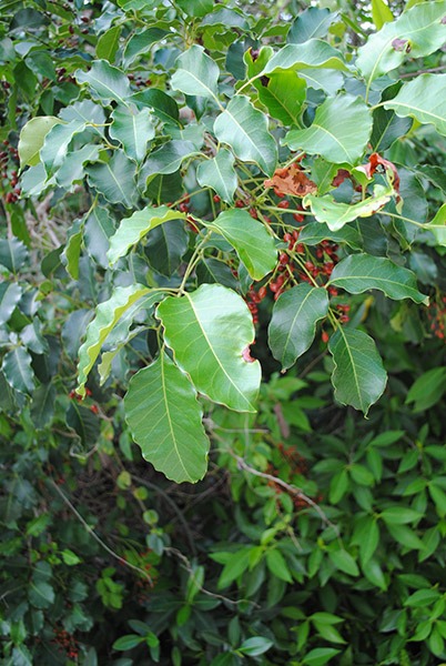 imagen-cuerpo imagen-cuerpo