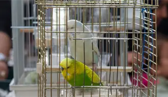 Policías descubren aves en peligro de extinción dentro de una camioneta: así fue el operativo de rescate