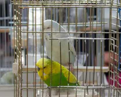 Policías descubren aves en peligro de extinción dentro de una camioneta: así fue el operativo de rescate