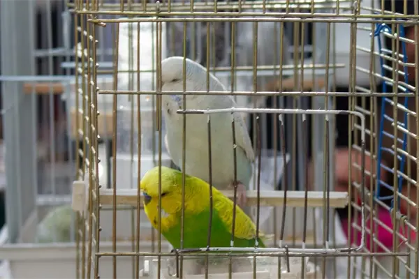 Policías descubren aves en peligro de extinción dentro de una camioneta: así fue el operativo de rescate Policías descubren aves en peligro de extinción dentro de una camioneta: así fue el operativo de rescate