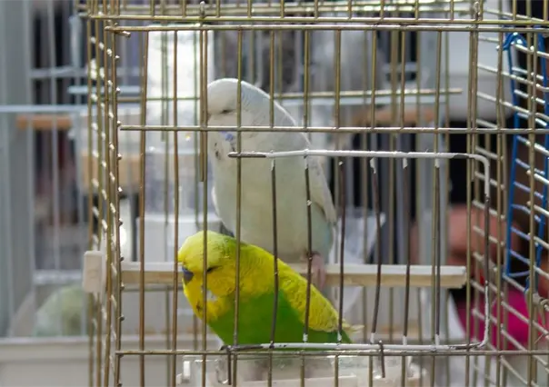 Policías descubren aves en peligro de extinción dentro de una camioneta: así fue el operativo de rescate