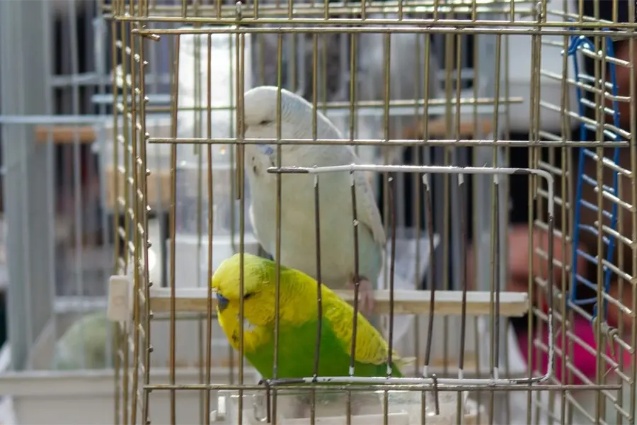 Policías descubren aves en peligro de extinción dentro de una camioneta: así fue el operativo de rescate