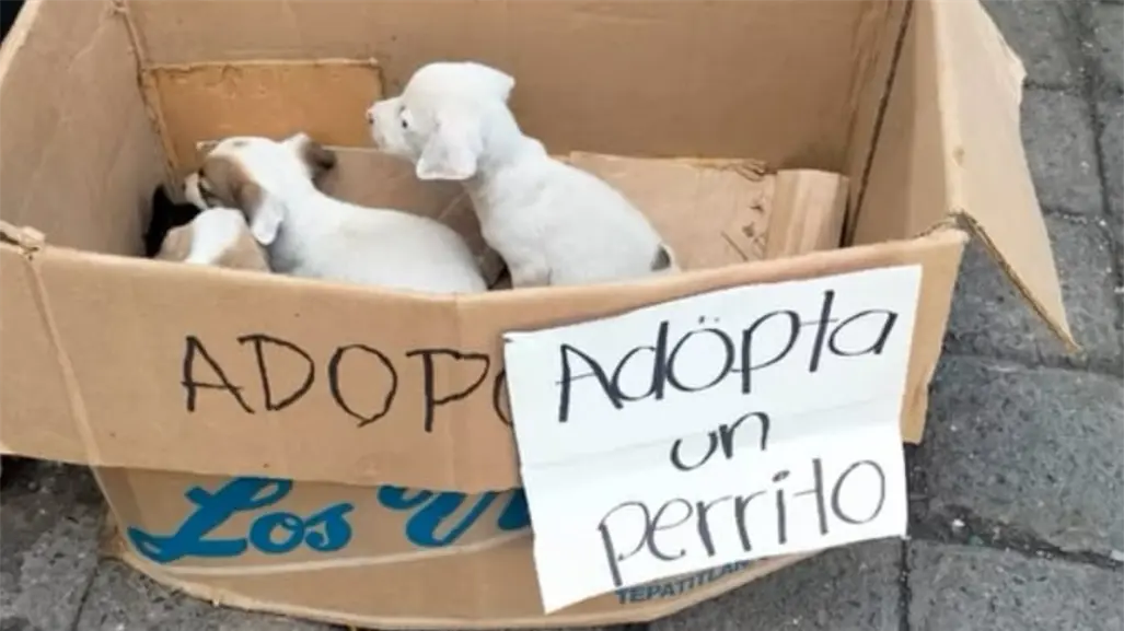 Abandonan en una caja a 7 cachorritos en Ciudad Victoria: Buscan un hogar