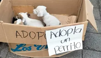 Abandonan en una caja a 7 cachorritos en Ciudad Victoria: Buscan un hogar