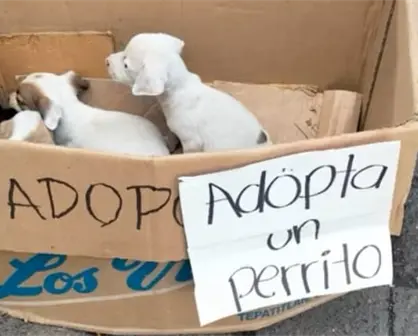 Abandonan en una caja a 7 cachorritos en Ciudad Victoria: Buscan un hogar