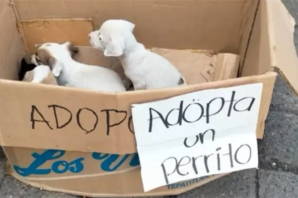 Abandonan en una caja a 7 cachorritos en Ciudad Victoria: Buscan un hogar Abandonan en una caja a 7 cachorritos en Ciudad Victoria: Buscan un hogar