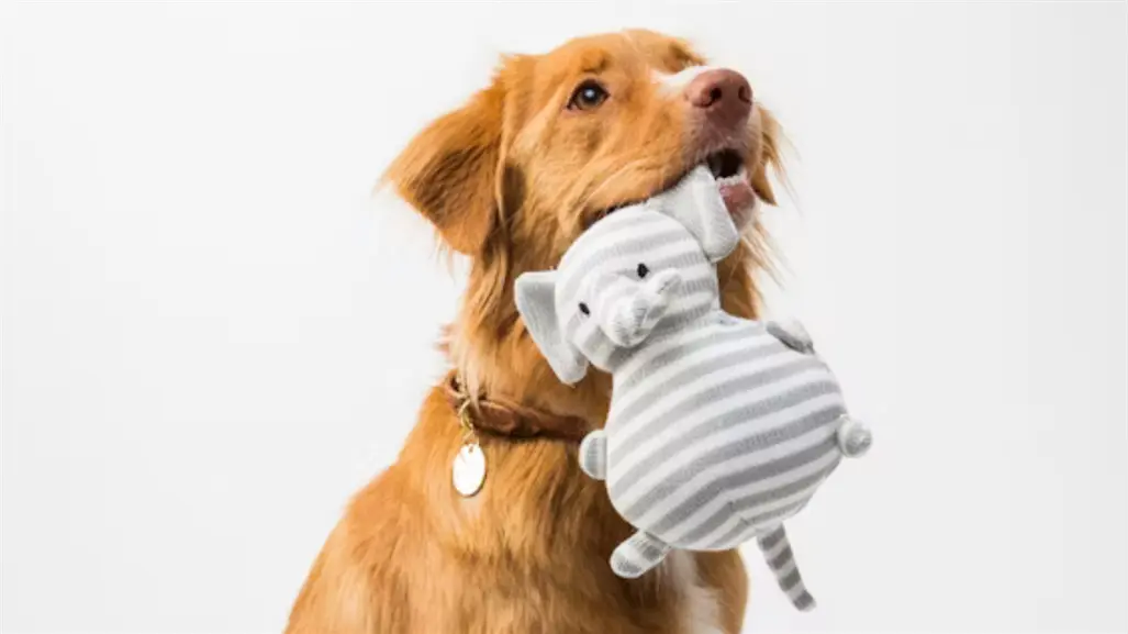 ¿Qué es la CURMA de tu Mascota en Reynosa? Así puedes obtenerla