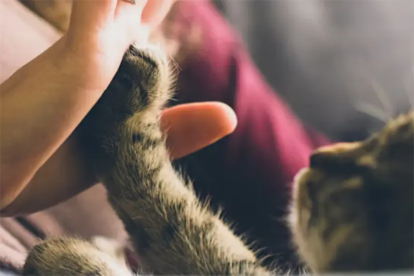 MASCOTA Foto: Unsplash