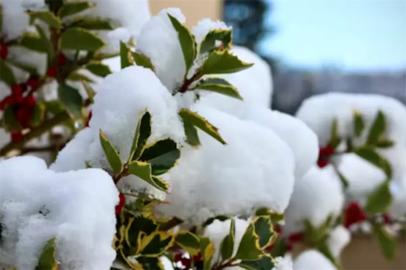 Navidad Foto: Unsplash