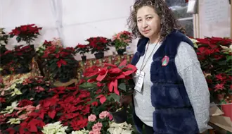 Edomex lanza la Expo Navidad Forestal 2025: horarios, ubicación y detalles