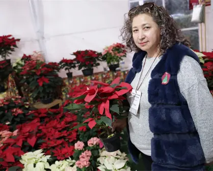 Edomex lanza la Expo Navidad Forestal 2025: horarios, ubicación y detalles