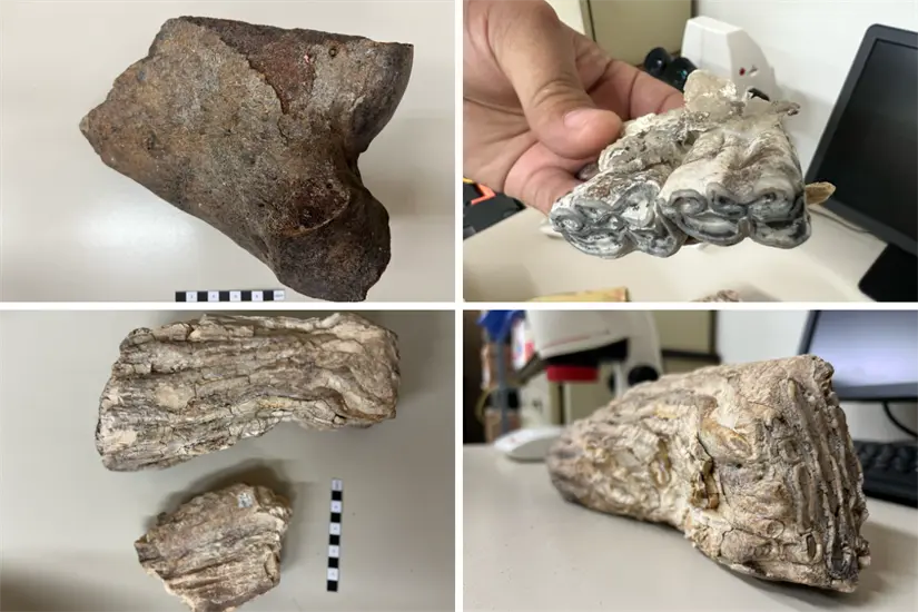 imagen recuadro Fósiles de megafauna descubiertos en Tamaulipas. Foto: Daniel Espinoza