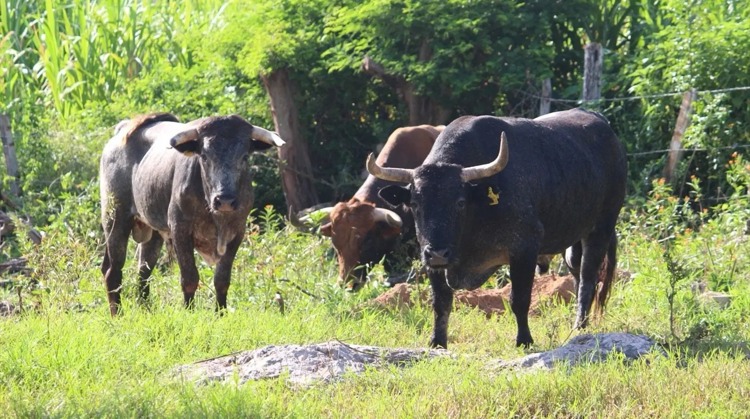 imagen-cuerpo imagen-cuerpo