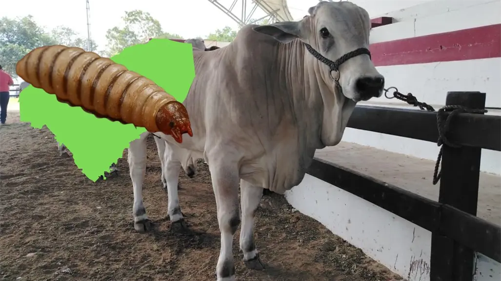 Gusano barrenador avanza en Yucatán con más de mil casos en 84% del estado