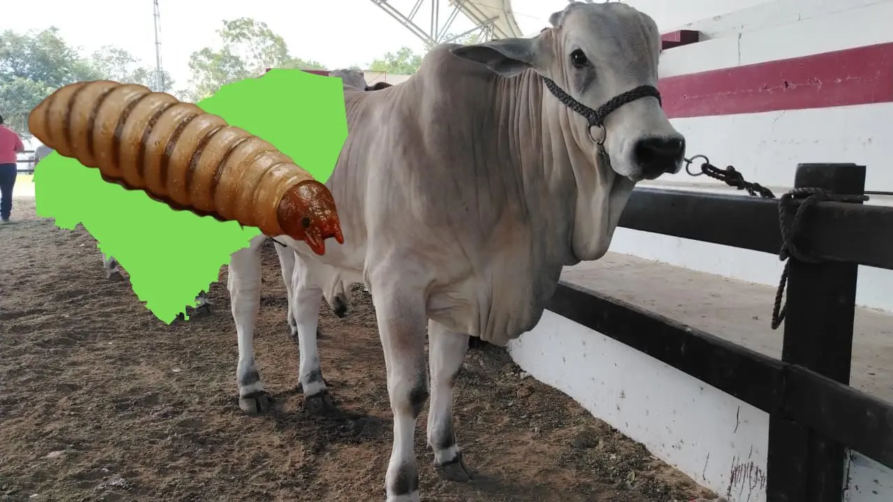 El Cochliomyia hominivorax afecta principalmente al ganado Foto: Canva