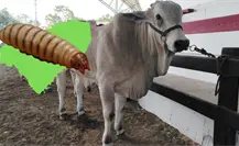 Gusano barrenador avanza en Yucatán con más de mil casos en 84% del estado Gusano barrenador avanza en Yucatán con más de mil casos en 84% del estado