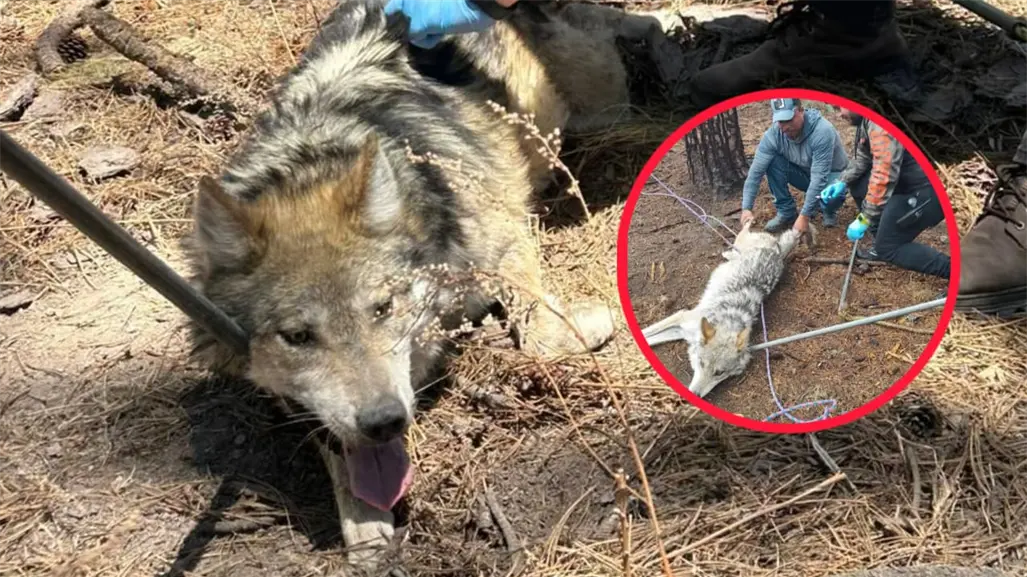 El lobo mexicano y la razón por la que 5 ejemplares no vivirán en el Zoológico de Durango