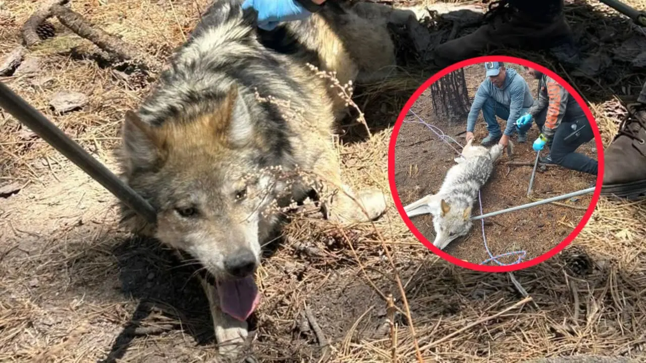 Conoce la razón por la que los ejemplares de lobo mexicano vivirán en las instalaciones del Zoológico de Durango. Foto: Cosresía.