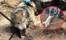 El lobo mexicano y la razón por la que 5 ejemplares no vivirán en el Zoológico de Durango El lobo mexicano y la razón por la que 5 ejemplares no vivirán en el Zoológico de Durango