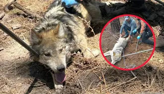El lobo mexicano y la razón por la que 5 ejemplares no vivirán en el Zoológico de Durango