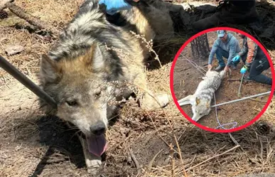 El lobo mexicano y la razón por la que 5 ejemplares no vivirán en el Zoológico de Durango