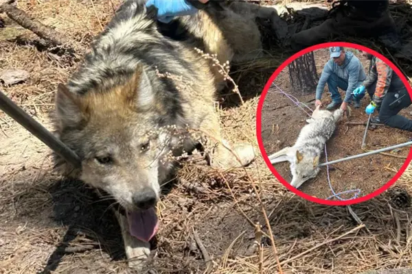El lobo mexicano y la razón por la que 5 ejemplares no vivirán en el Zoológico de Durango El lobo mexicano y la razón por la que 5 ejemplares no vivirán en el Zoológico de Durango