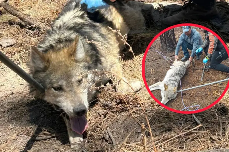 El lobo mexicano y la razón por la que 5 ejemplares no vivirán en el Zoológico de Durango