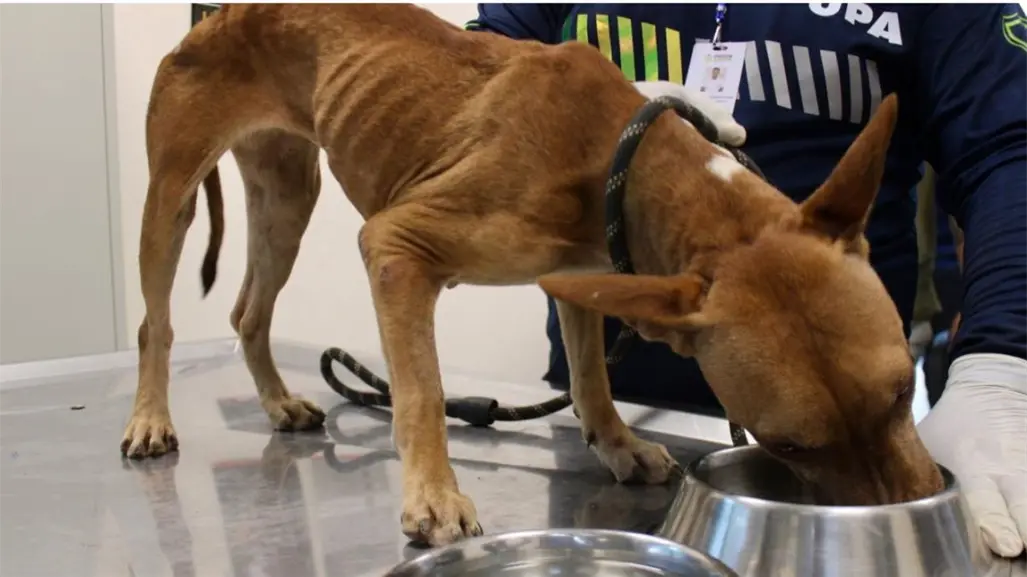 Rescatan a 4 perros maltratados en la colonia Juan Pablo II en la ciudad de Mérida